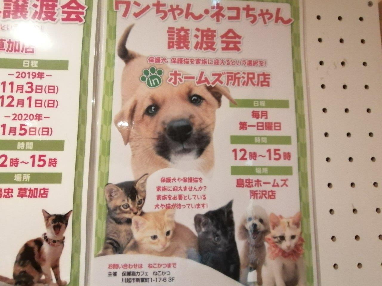 保護猫カフェ ねこかつ 大宮日進店レポ 猫の様子や譲渡条件 求人など 埼玉で探そう